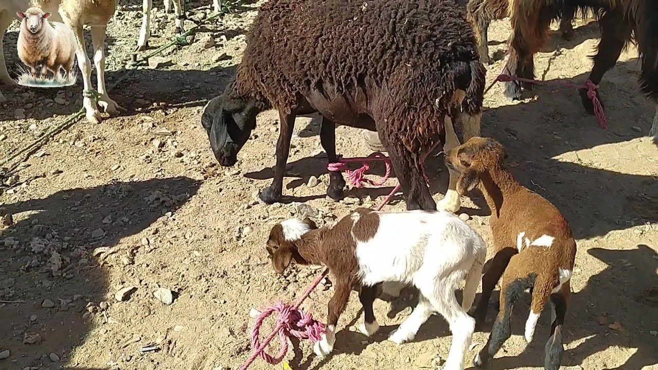 السوق الأسبوعي بأگدز زاگورة سلالة الدمان ليوم الخميس  01/01/2026