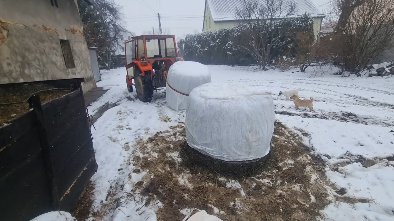 MF255 kontra baloty kiszonki z owsa