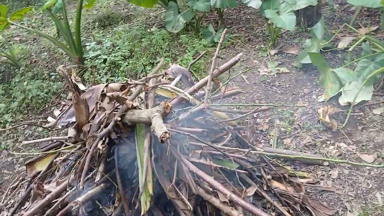 Je sors du jardin/Aku keluar dari kebun...