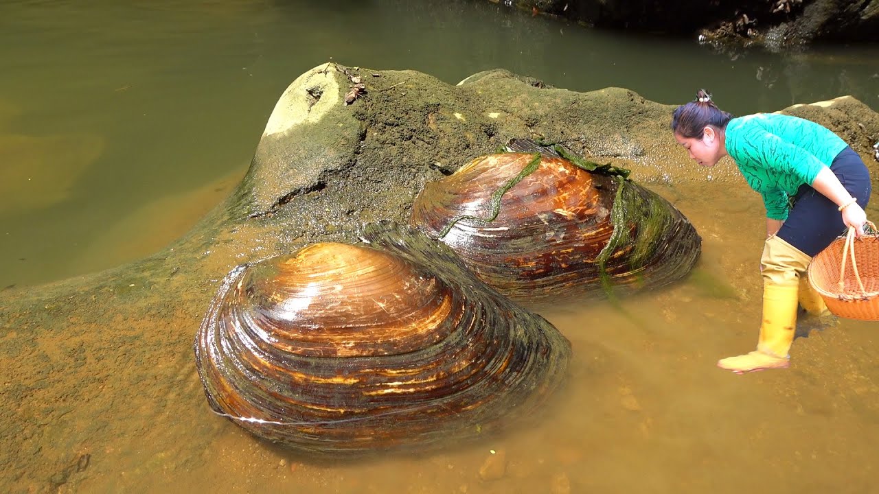 After opening the mysterious clam, it turned out to be a treasure trove of pearls