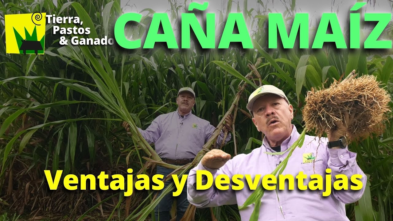 CAÑA MAÍZ ¿el mejor pasto de corte?