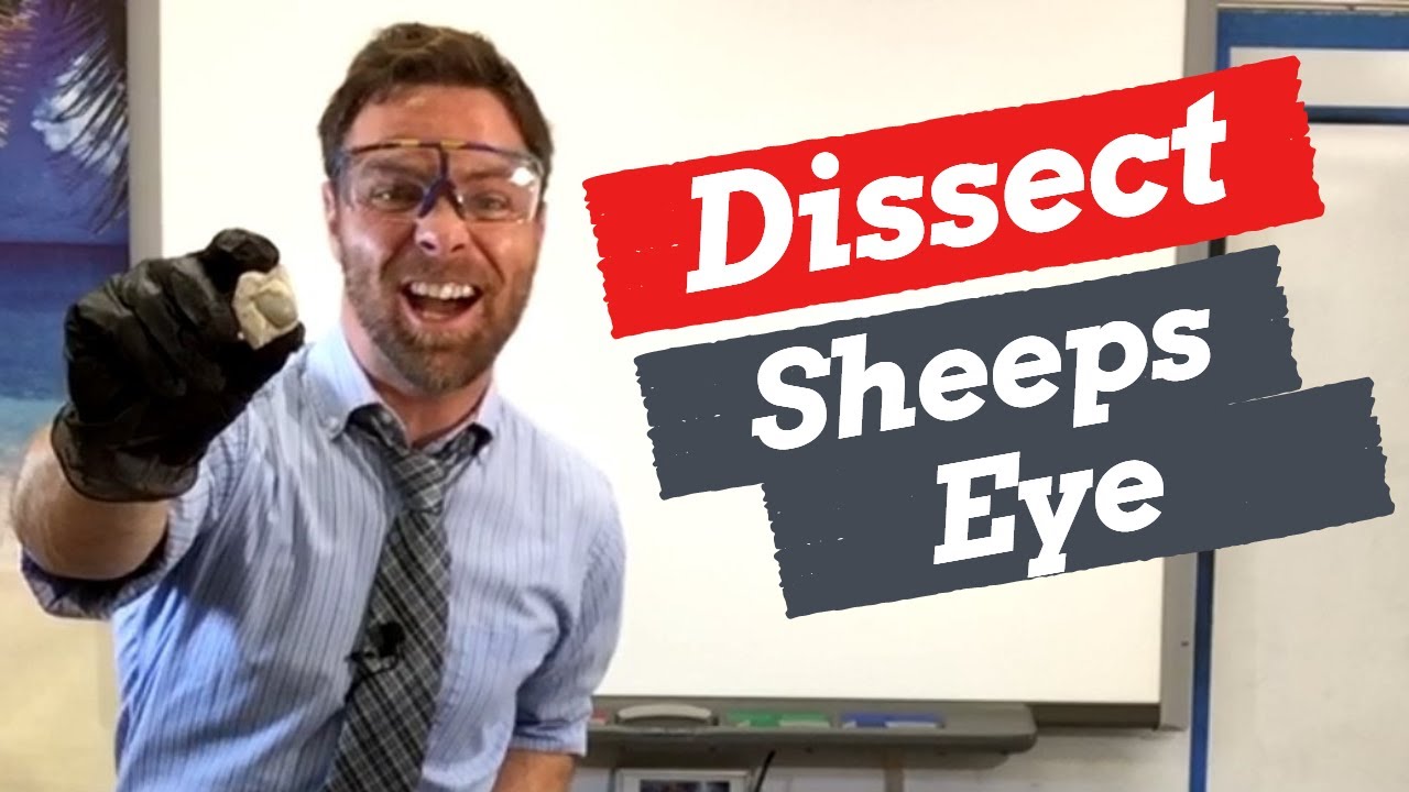 Sheep Eye Dissection