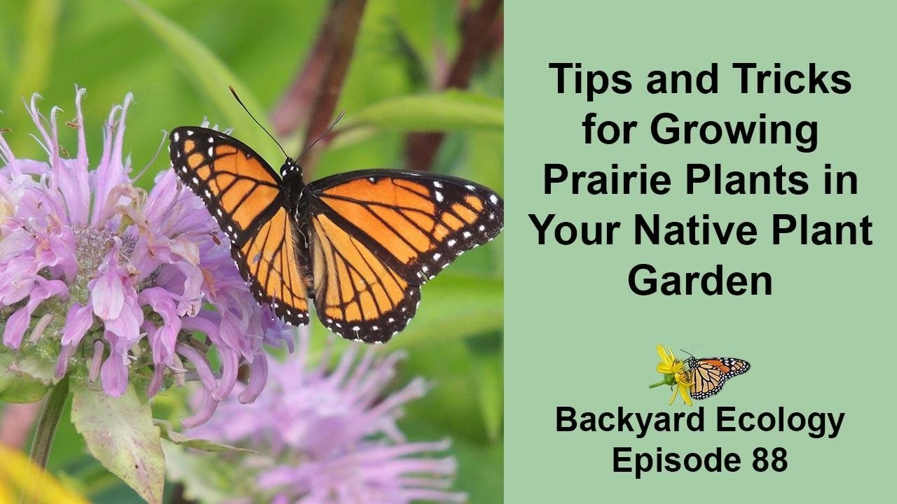 Tips and Tricks for Growing Prairie Plants in Your Native Plant Garden