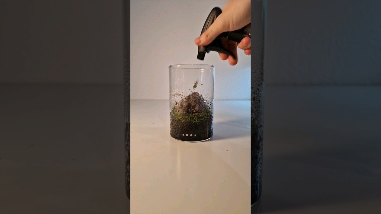 Part 2: Planting my small Dooa Glas Pod Maru Wabi-Kusa #wabikusa #dooa #aquarium #plantedtank