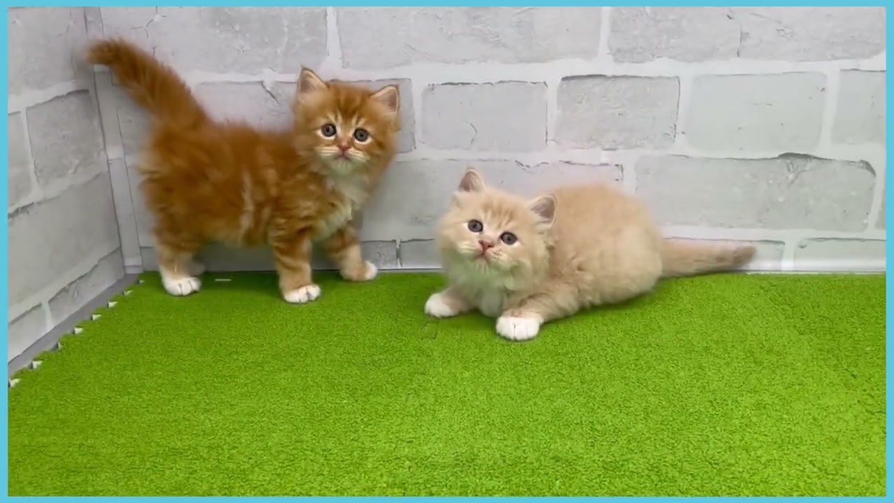 ペットショップcoo&riku No.00751175 サイベリアン