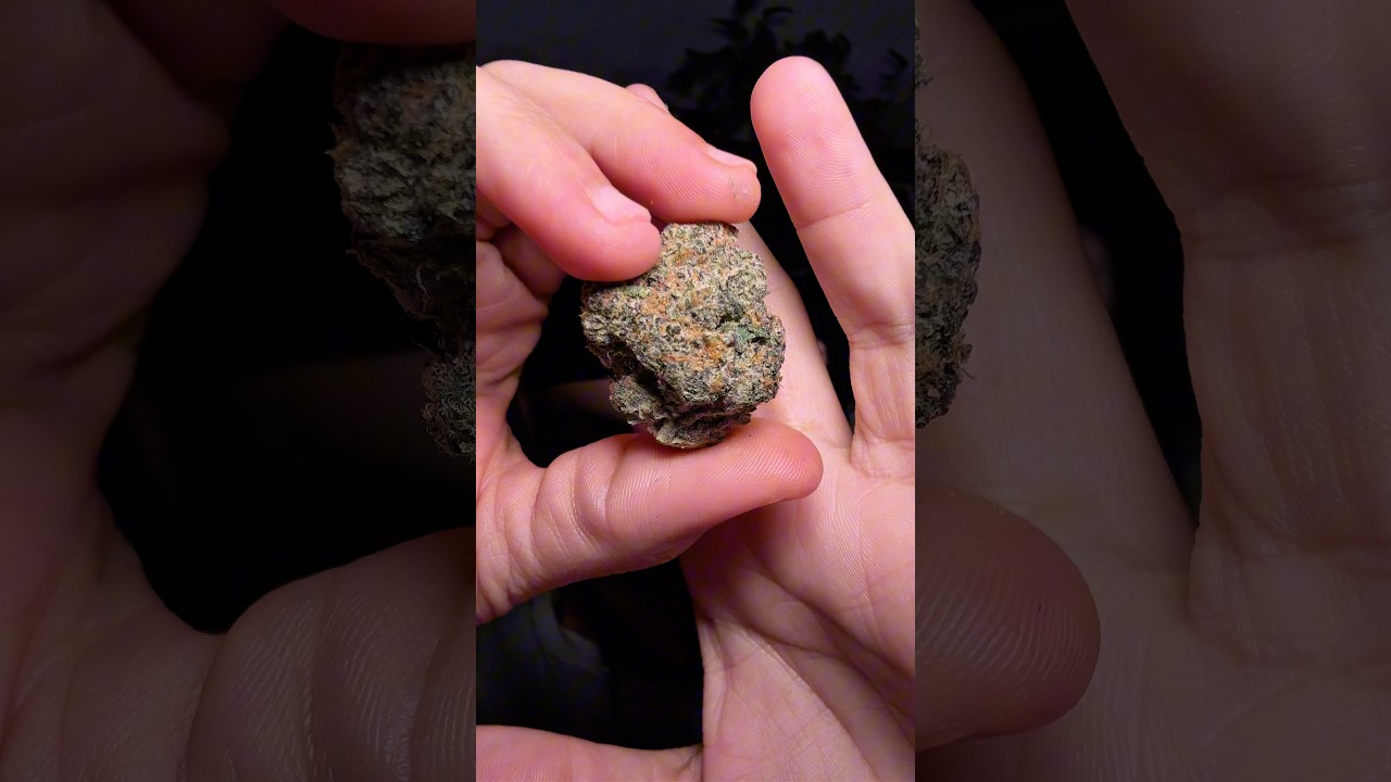 Purple GSC от JK Distro 🔥😮&zwj;💨 #explorepage #viral #fyp #zaza #fyp вирусный #420 #jkdistro #review