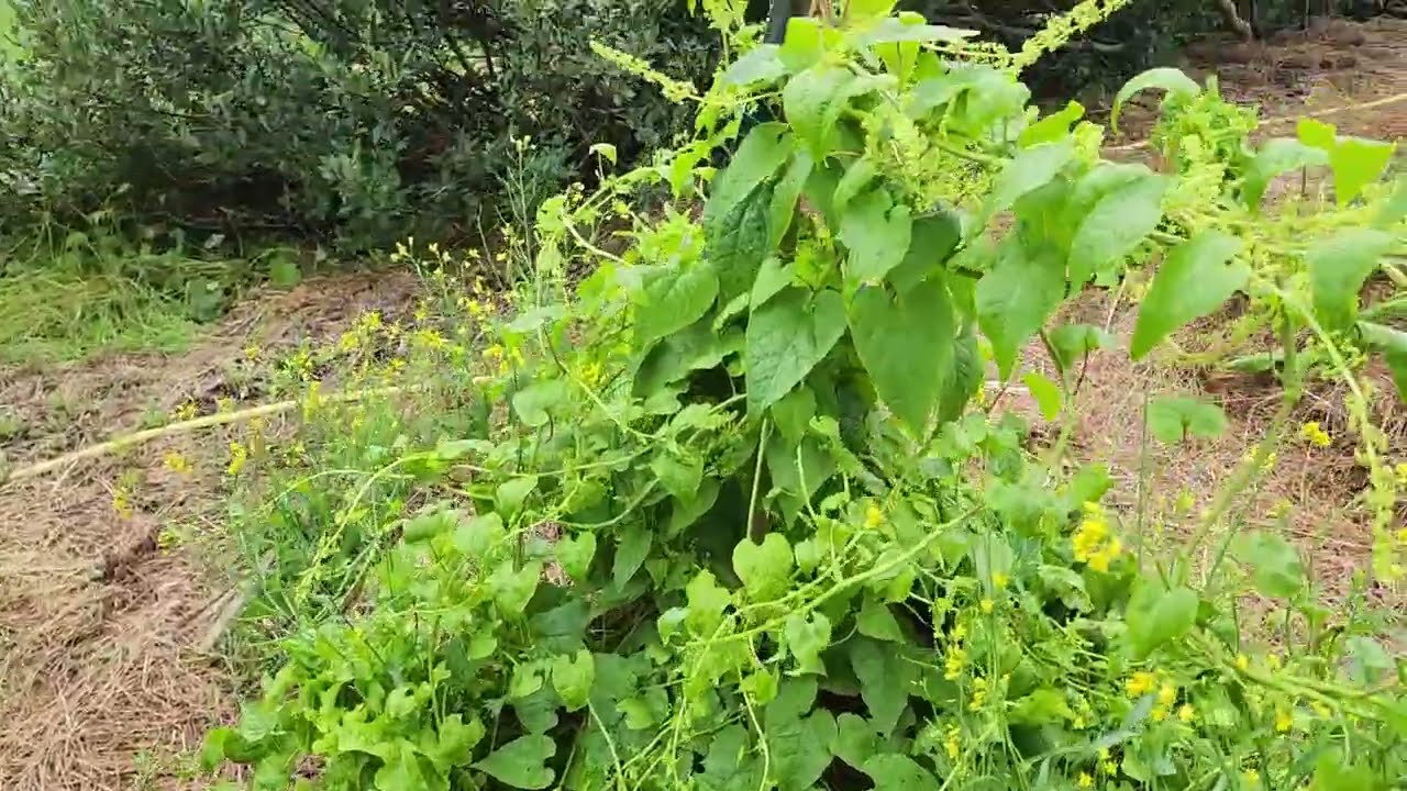 🥬🍓 Outdoor Hillside Gardening in Ísafjörður, Iceland ❄️ So Beautiful, So Healthy 🍓🥬 (Part 1 of 2)