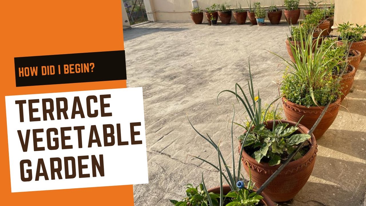 How to start a terrace vegetable garden | Grow vegetables on the terrace #Shorts