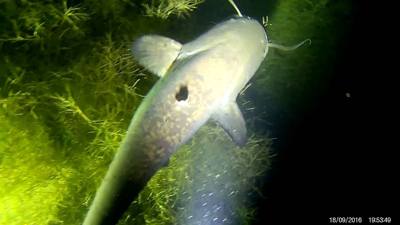 NIGHT DIVING: INTO DARKNESS (Nachttauchen) Neufelder See SCUBA