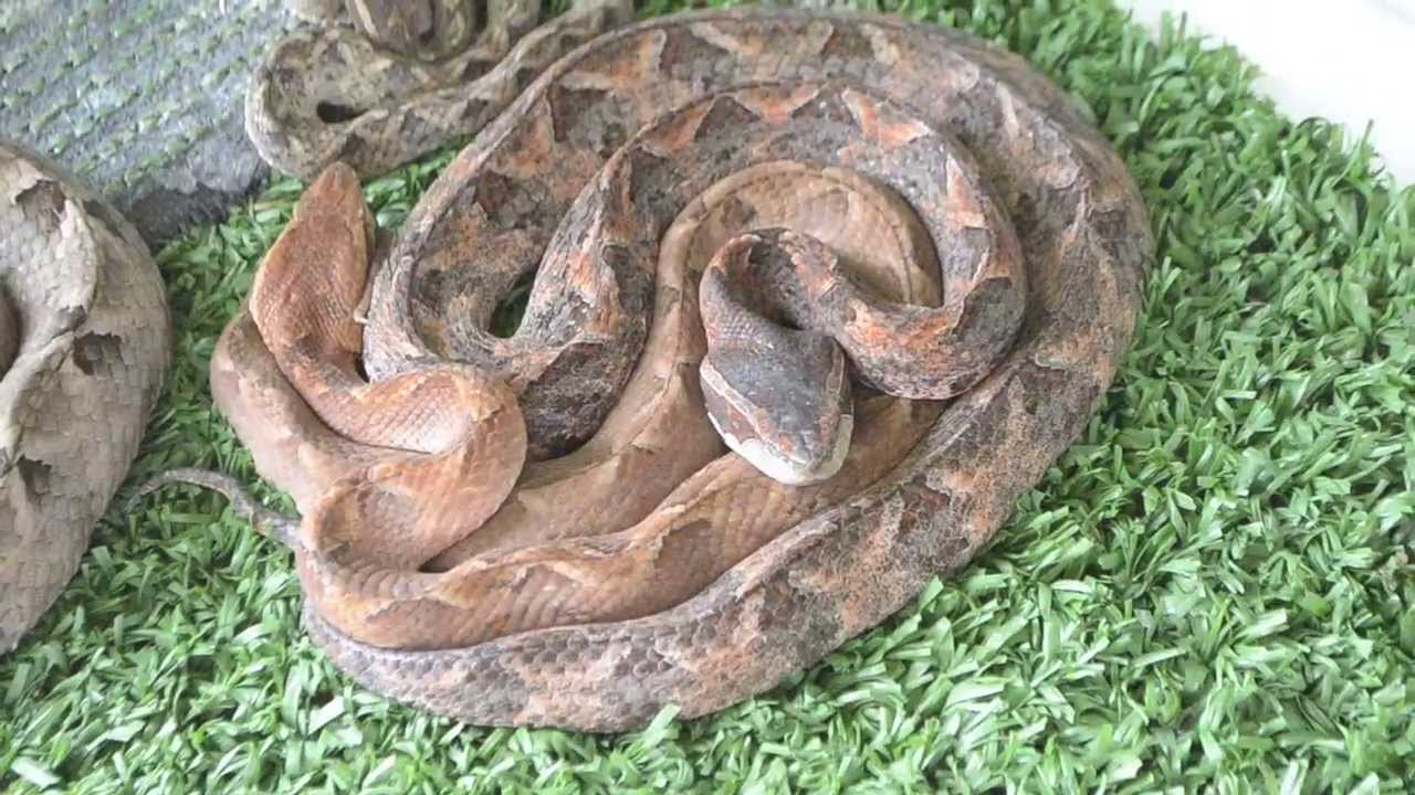 Deadliest Pit Viper Snakes in Thailand - Color Variations