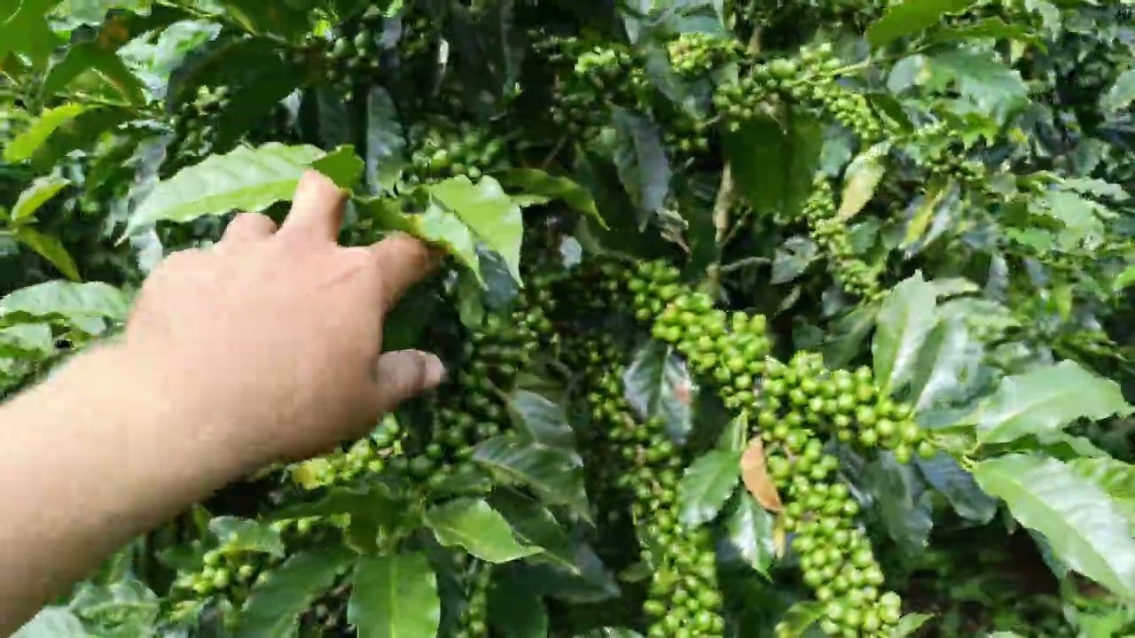 así marcha la cosecha para Pitalito Huila Colombia 💯🙏👍 este 2024