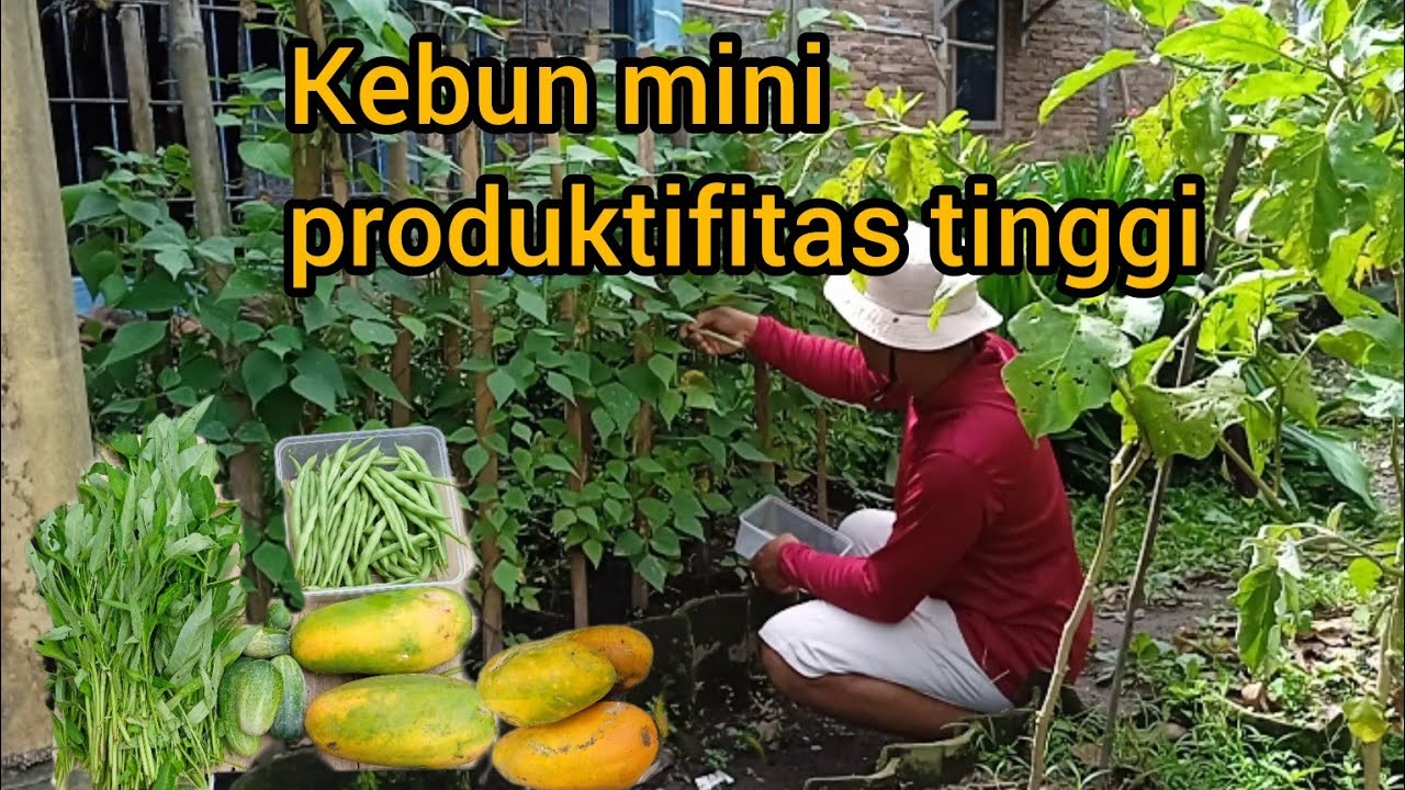 KEBUN MINI BANYAK YANG DIPANEN. || BUNCIS,PEPAYA,KANGKUNG,TIMUN
