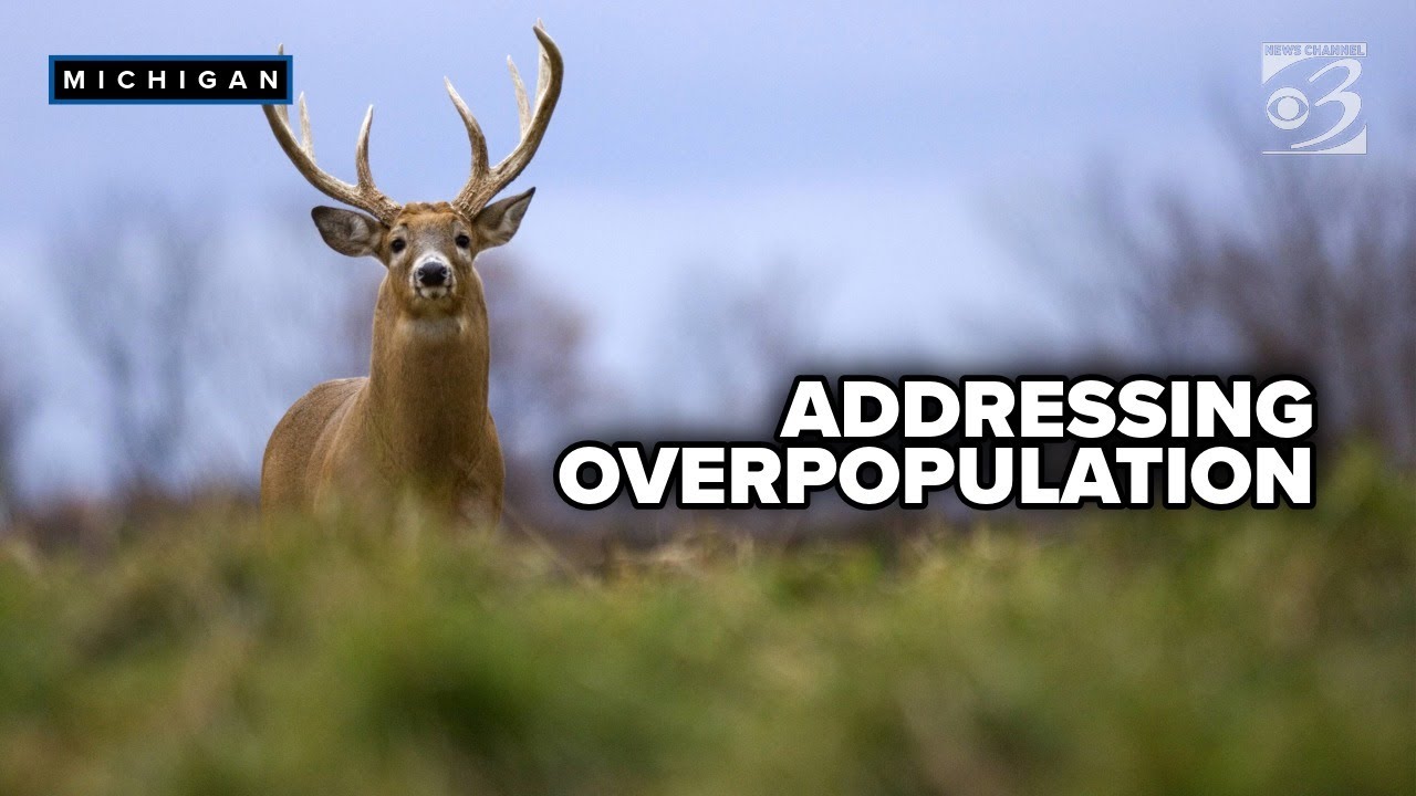 Why Michigan lawmakers say it’s time to bring back deer baiting