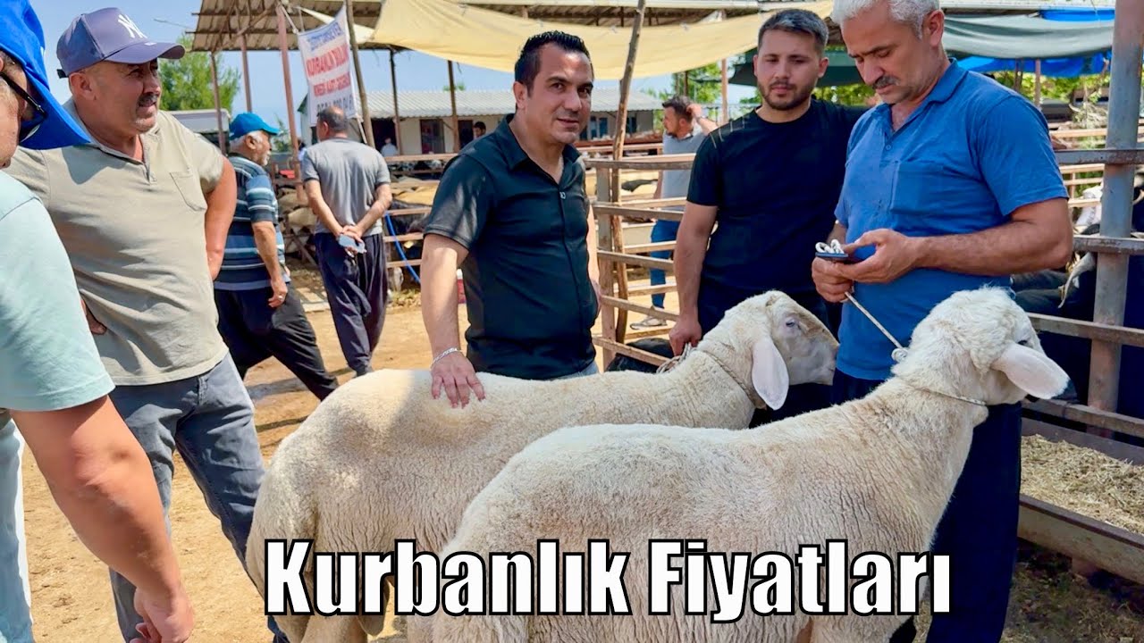 EN GÜNCEL KADİRLİ KURBANLIK FİYATLARI 2025