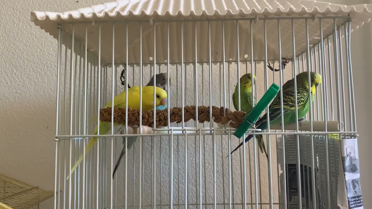 cute parrots having fun and eating || cocketiel birds chirping