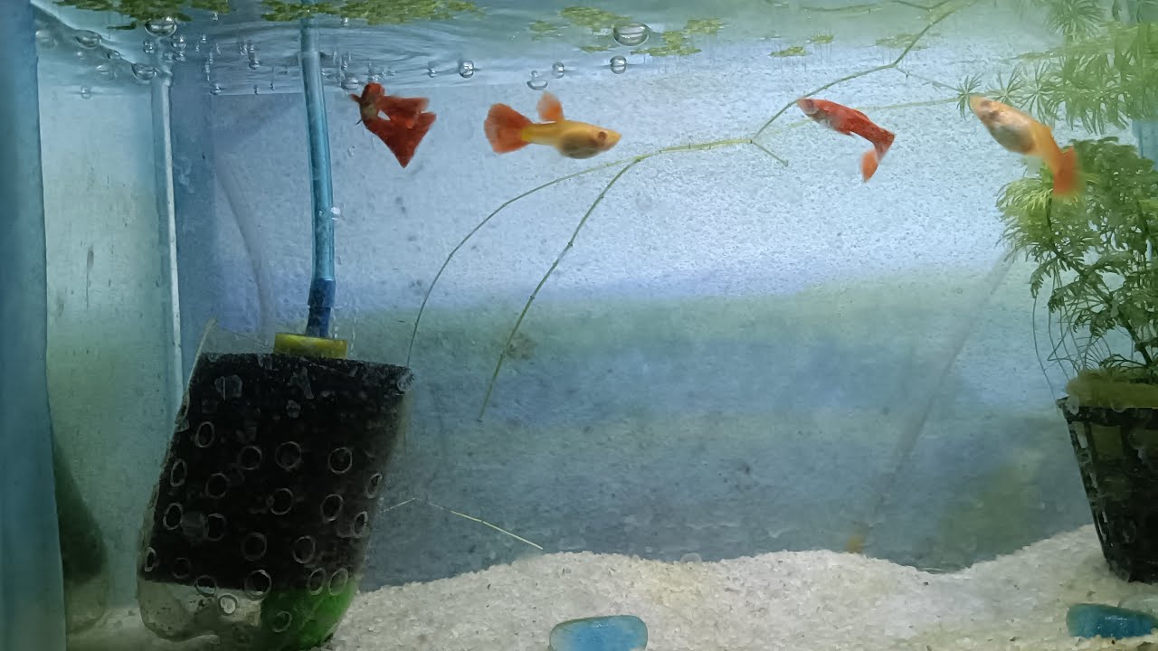 Aqua world  is live