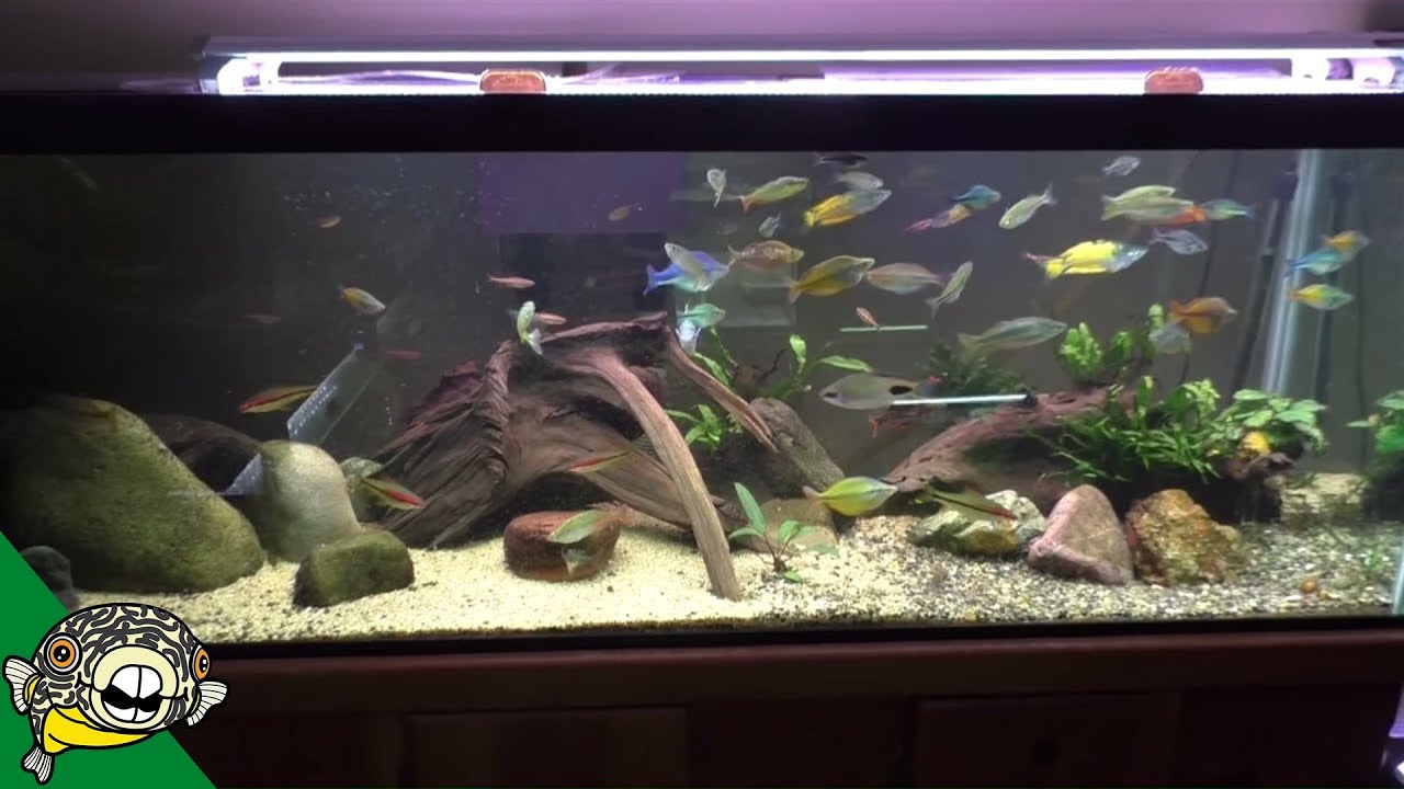 African Cichlid Fish Room Tour - Aquarium Co-Op