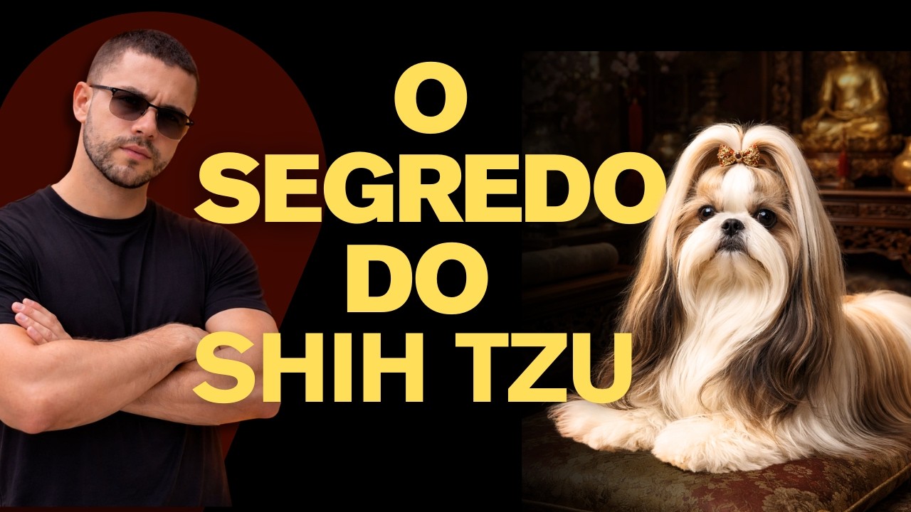 Shih Tzu - Função Genética e Comportamento da Raça