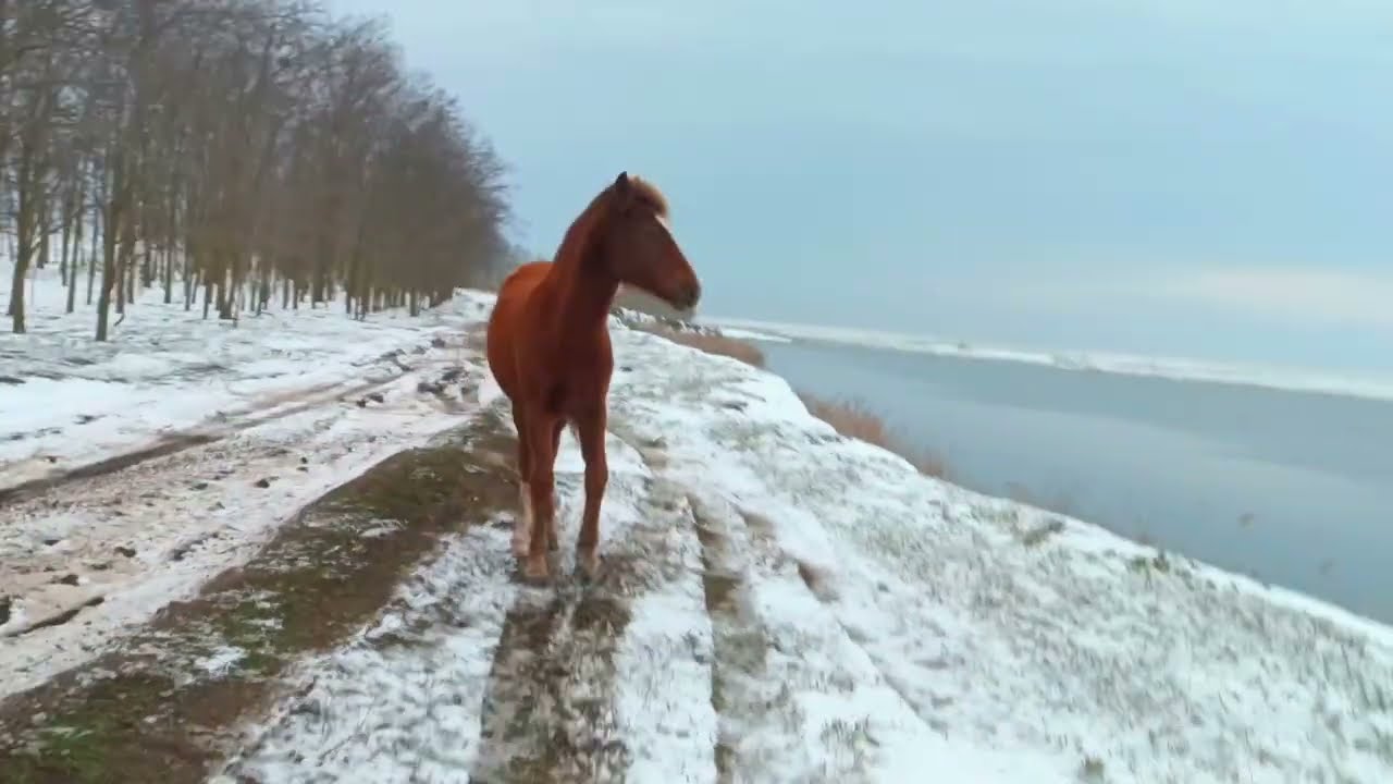 Foal 🐴 gallops behind on snowy road above a lake / Жеребёнок 🐎 скачет сзади по заснеженной дороге ++