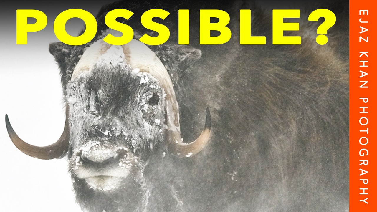 Can I Photograph Musk Oxen at -40°? THIS IS HOW