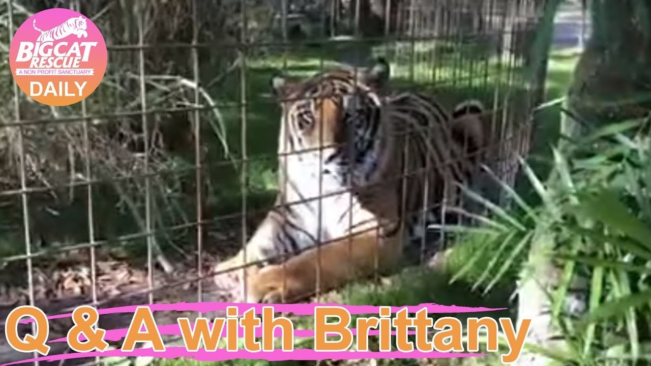 Max Tiger is getting his first turn in the 2.5 acre Vacation Rotation!  02 20 2020