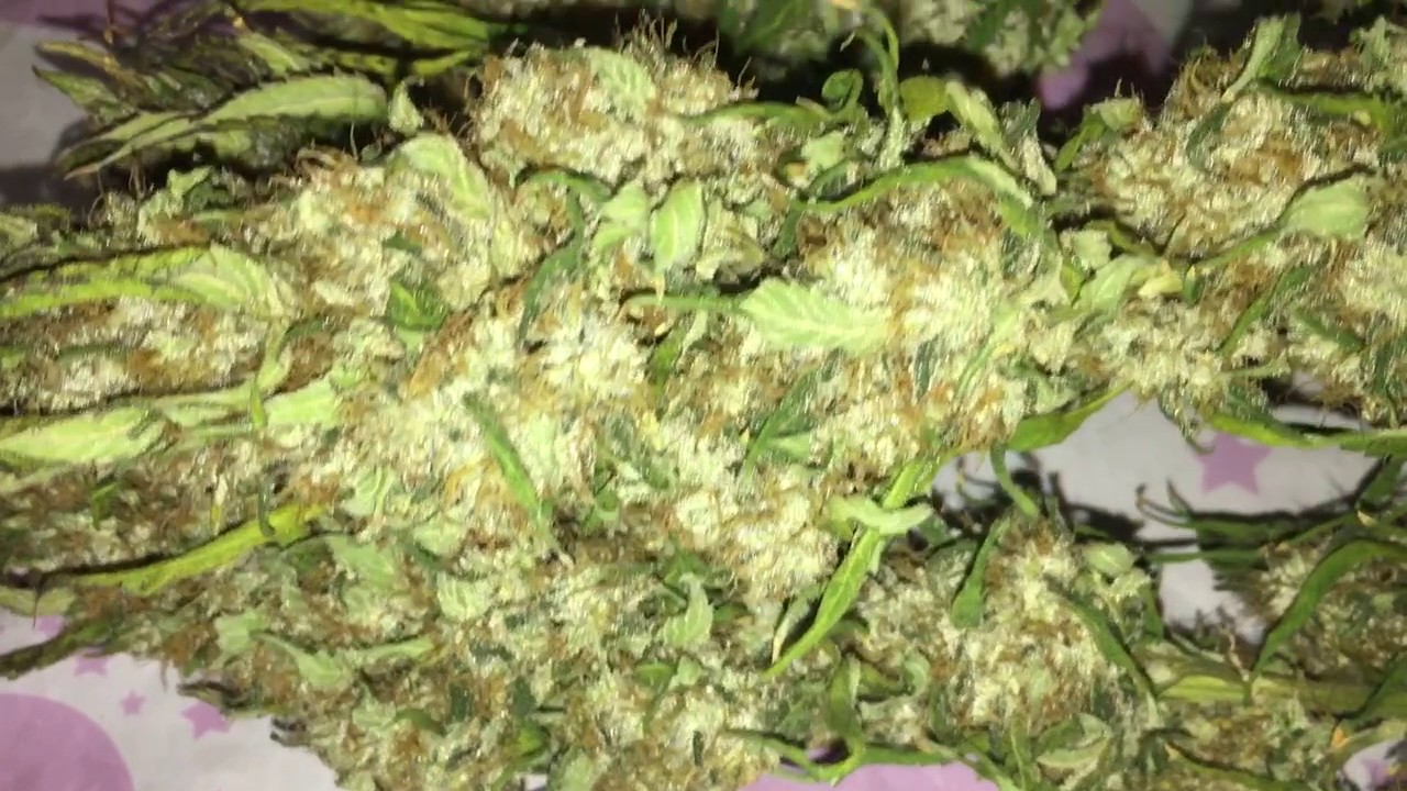 Kens GDP viperspectra led