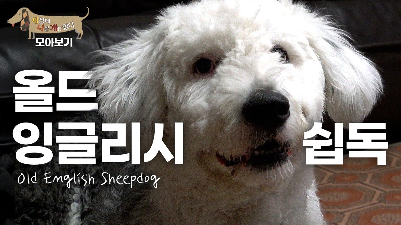 [세나개 댕모아] 왕 크니까 왕 귀여운 올드 잉글리시 쉽독의 문제행동 🐶 올드 잉글리시 쉽독 편 Old English Sheepdog