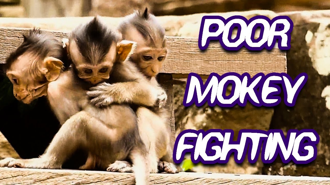 Poor Baby Monkey need Help! 🙏 Baby Monkey Fighting for Food 😥 Amazing Monkey Video