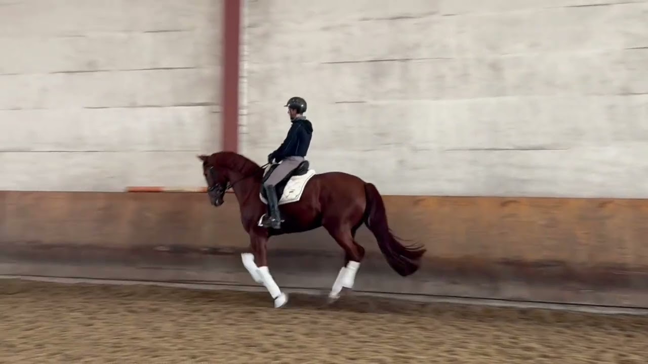 2016 mare by His Royal Badness