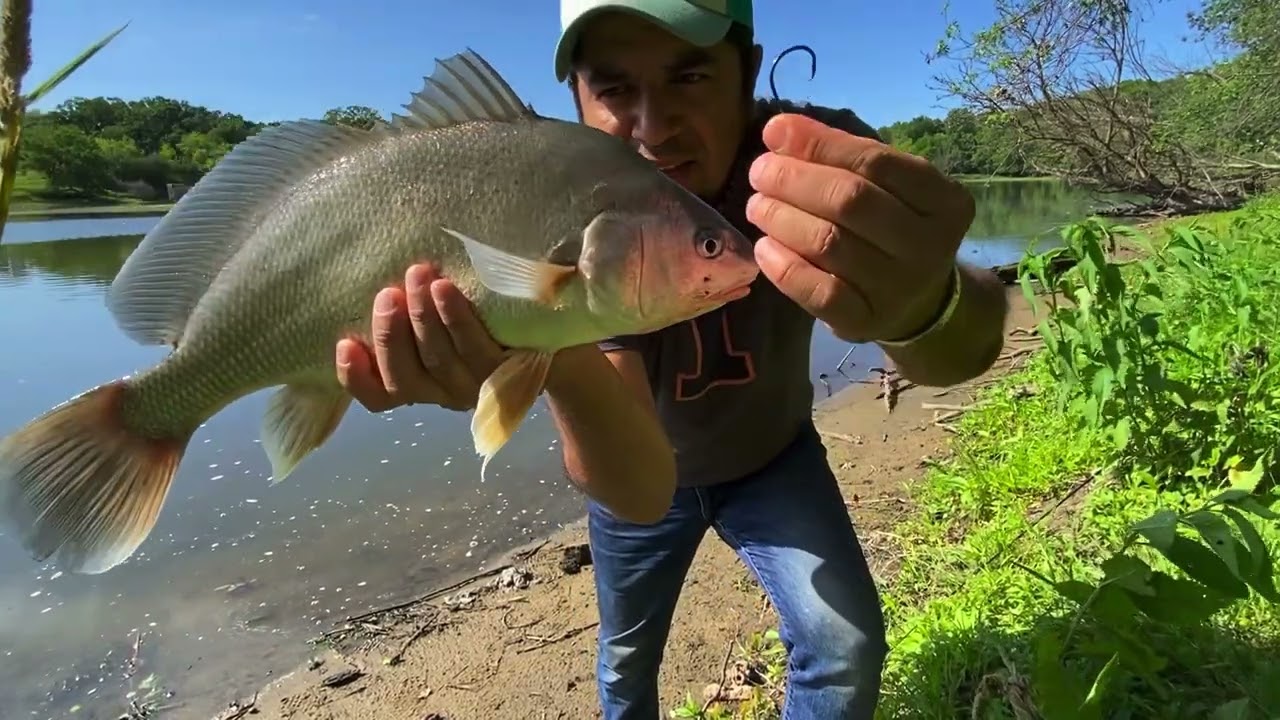pesca de mojarra drums GUGANTES