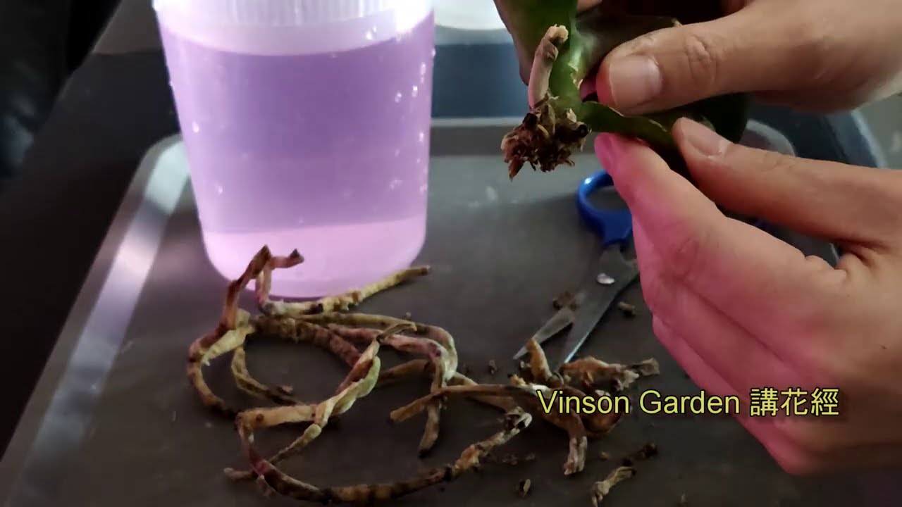蝴蝶蘭冇根  爛葉  有虫 又長菌絲怎樣救呢У фаленопсиса есть корни, гнилые листья и насекомые. Как спасти