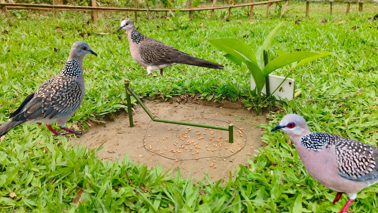 New bird trap vary simple #trap #birds
