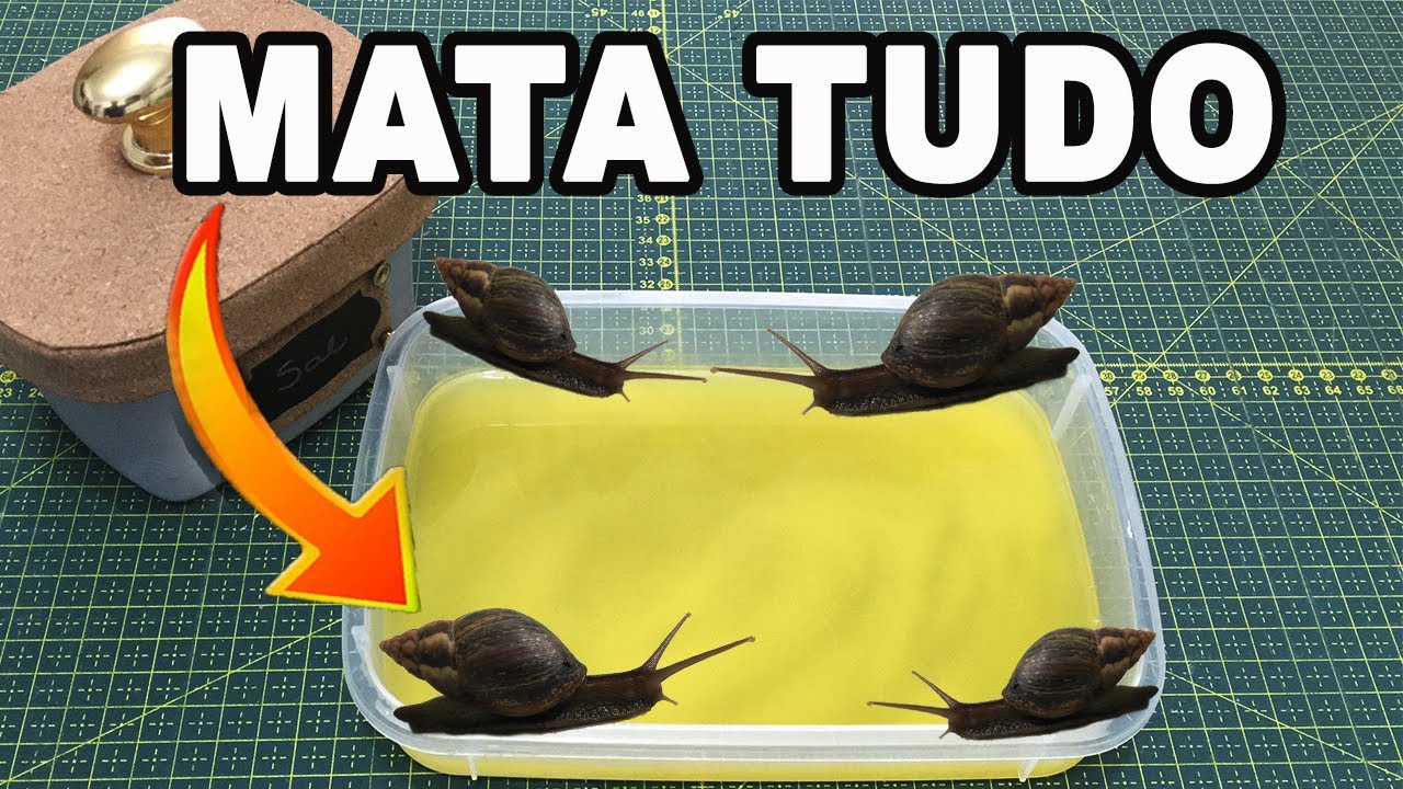 Mata Lesma, Caracol e Caramujo 🐌🐌 (Receita Rápida sem gastar nada) 🐌🐌
