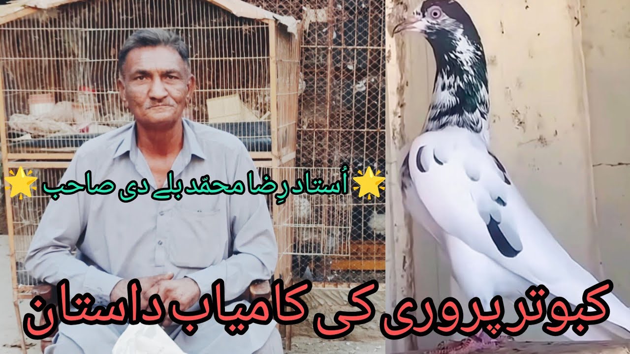  21, 2025 اُستاد رضا محمد بلے دی صاحب | کبوتر پروری کی کامیاب داستان 💓 😱