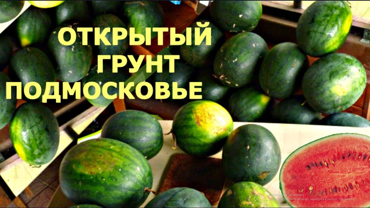 Секреты АРБУЗОВ открытого грунта в СРЕДНЕЙ полосе