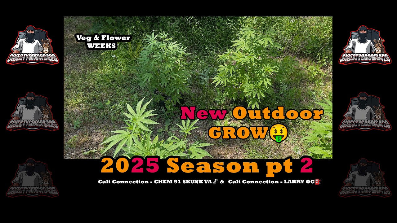 NEW OUTDOOR GROW - Cali Connection - Chem91SkunkVa🦨 - Larry OG⛽ : Veg & Flower WEEKS 2025 pt2