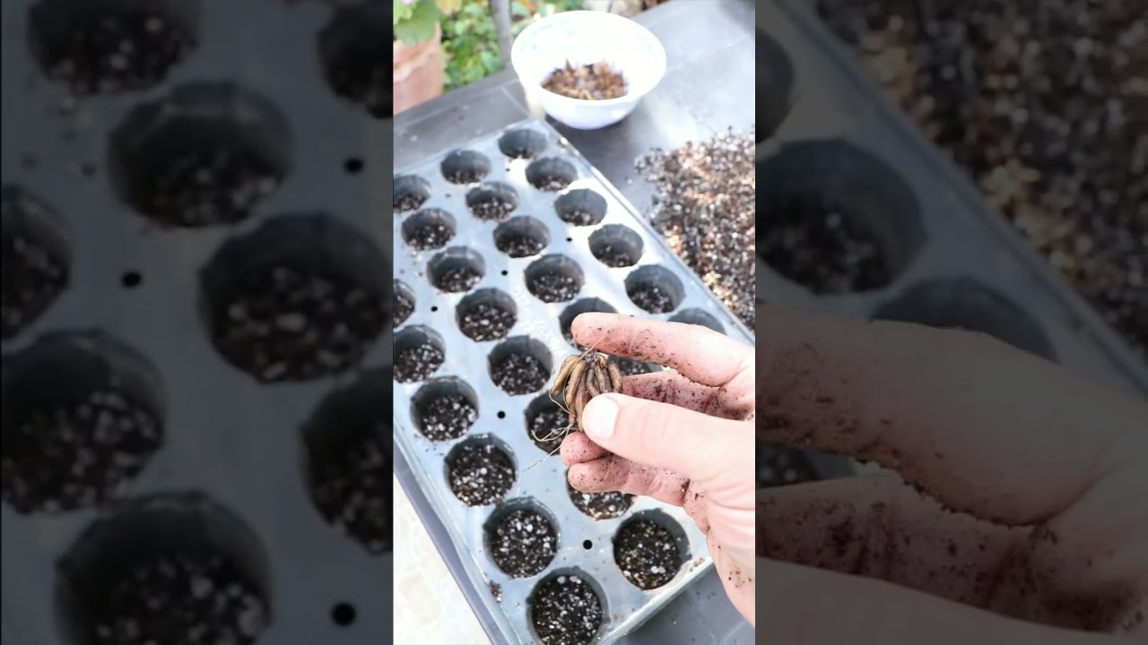 طريقة زراعة درنات الحوذان او الرانكا (رانانكيليس) #ghaithgarden #ghaith #garden #shorts
