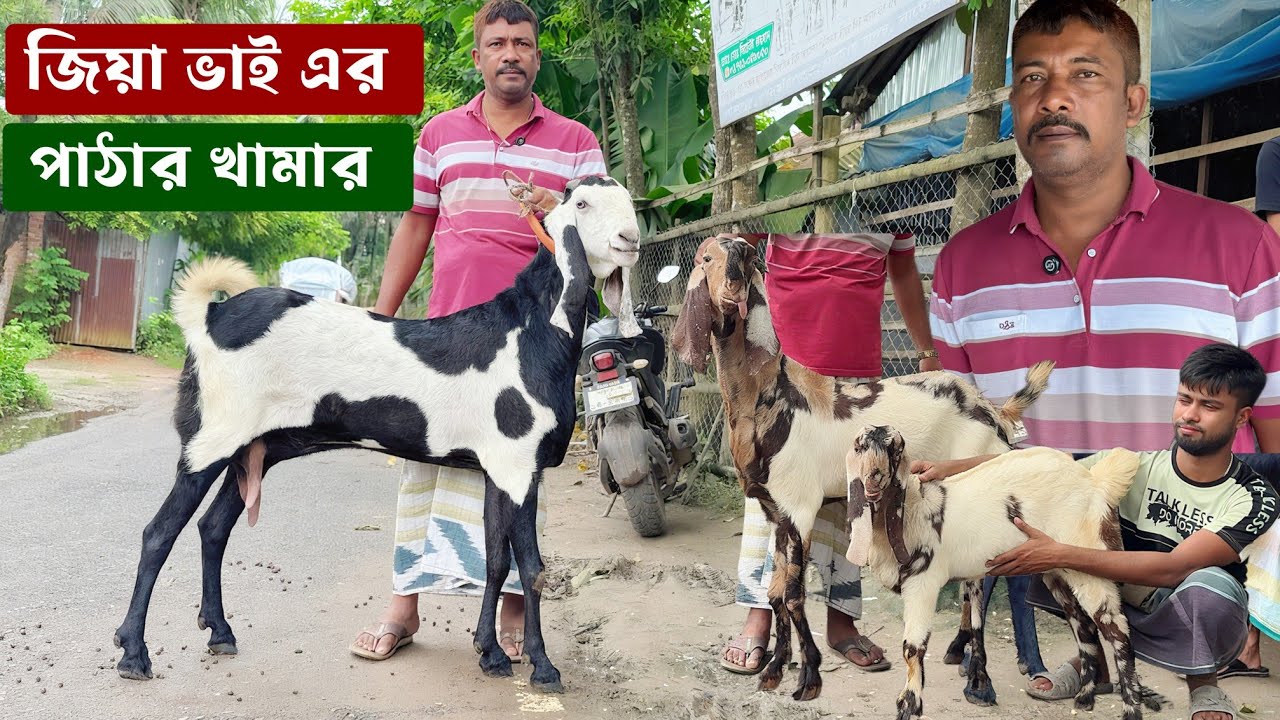জিয়া ভাই এর পাঠার খামারে কি কি পাঠা আছে ও কিছু গর্ভবতী ছাগল বিক্রি করবেন জিয়া ভাই 