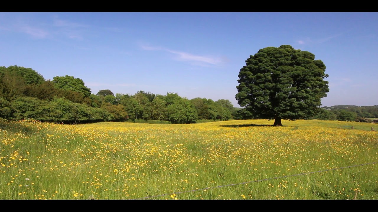 Buttercup Meadow