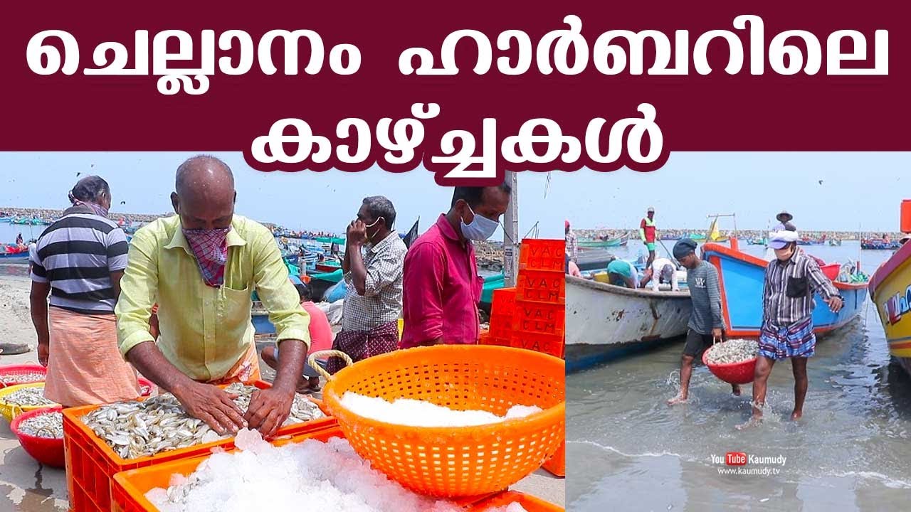 Scenes at Chellanam Fishing Harbour | ചെല്ലാനം ഹാർബറിലെ കാഴ്ച്ചകൾ