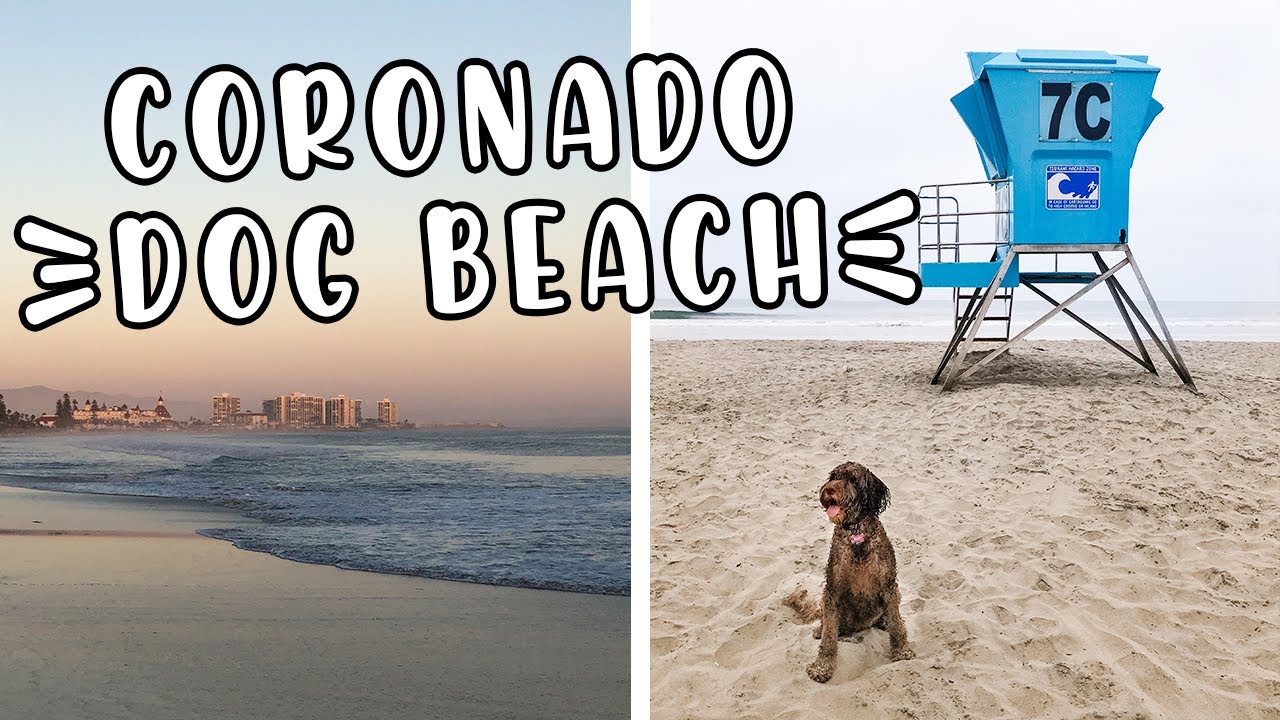Coronado Dog Beach in San Diego with our Labradoodle