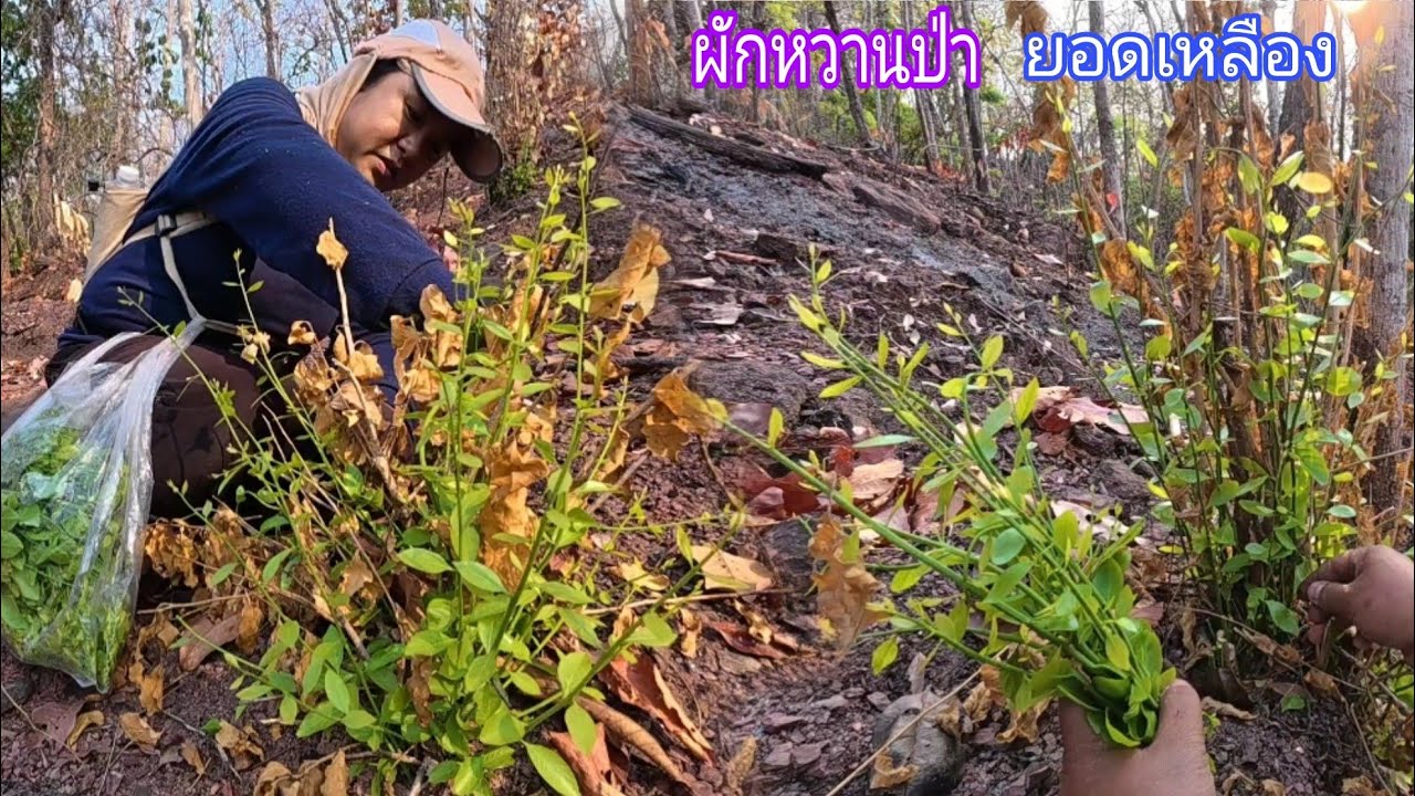 ว๊าวผักหวานป่าแตกยอดอ่อนงามมากจร้า