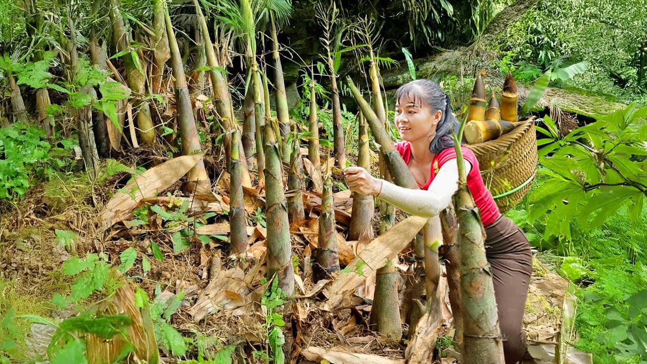 Harvesting a Lot of Bamboo Shoots to Sell at the Market & Making Pickled Garlic and Chilli
