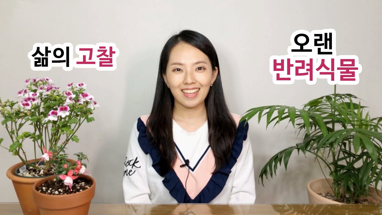 저의 오랜 반려식물. 식물이 주는 위로. 삶에 대한 고찰
