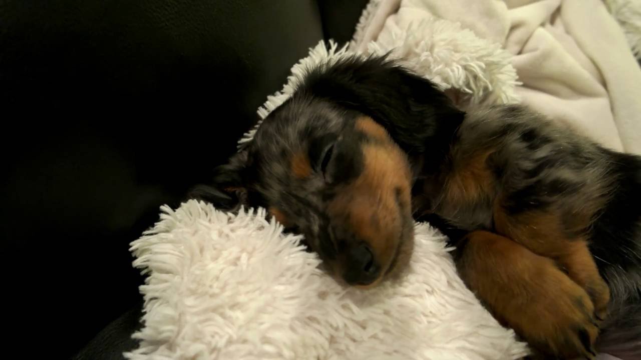 Puppy Life with Turbo Toby (Miniature Dachshund)