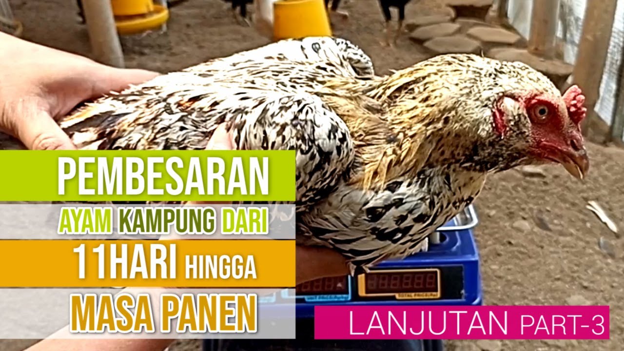 Ternak Ekonomis Gak Harus Mahal, Pembesaran Ayam Kampung Joper part 3