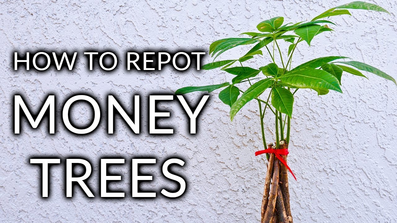 HOW TO REPOT A MONEY TREE (PACHIRA AQUATICA) + THE MIX TO USE/ JoyUsGarden