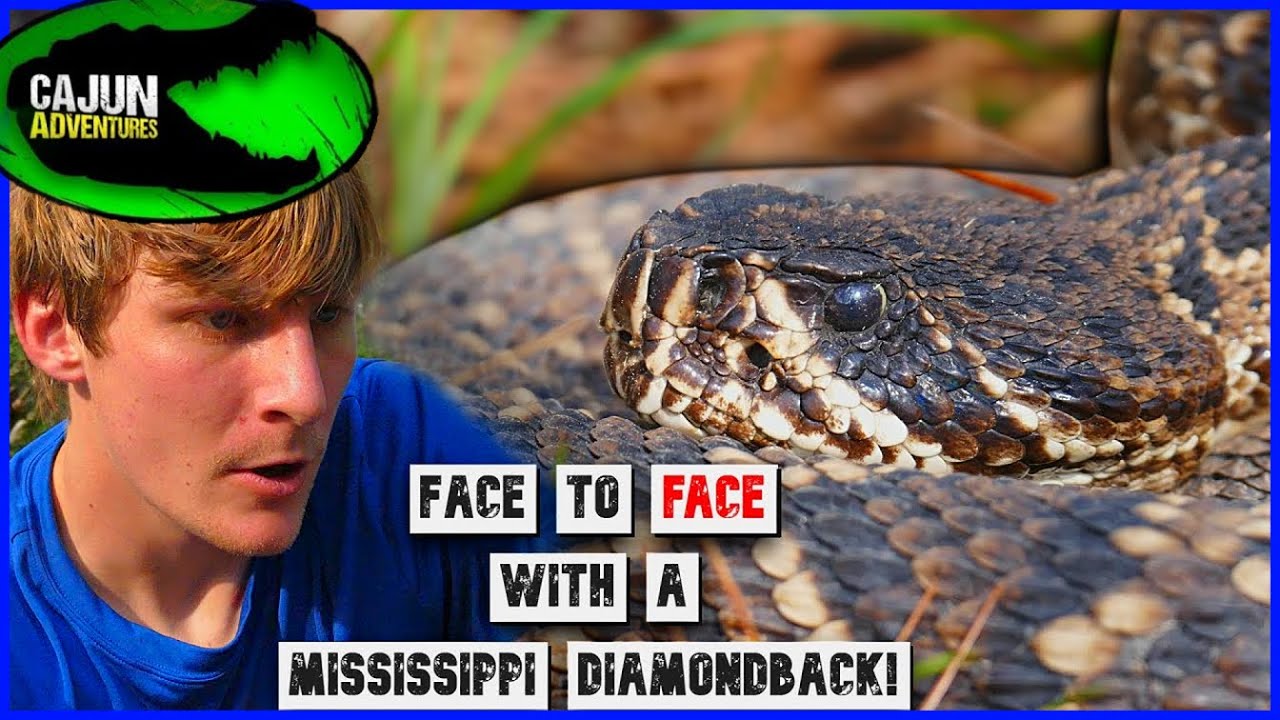 Eastern Diamondback Rattlesnakes.... Are They ACTUALLY the World's Deadliest Rattlesnake?.....