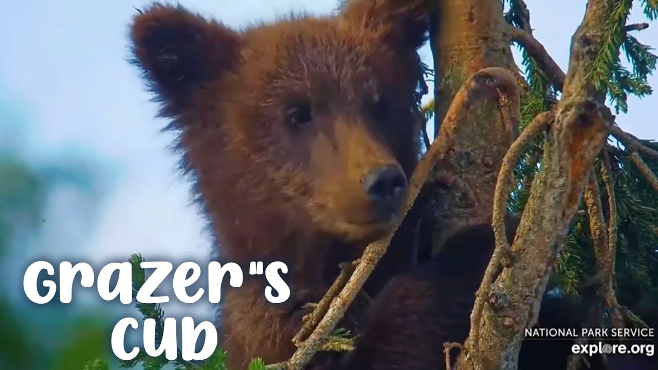 Grazers Cub ▪︎ Treed at Brooks Falls ▪︎ While She Fishes Lip ▪︎ 8/3/24 ▪︎ Explore.org