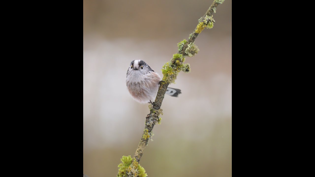 Photographing Birds from the hide
